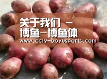 产品展示标题5